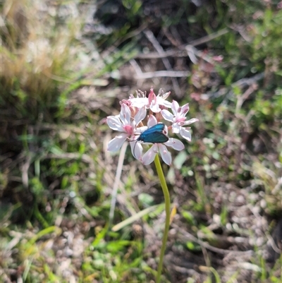 Burchardia umbellata (Milkmaids) at Jacka, ACT - 30 Oct 2024 by Wildlifewarrior80