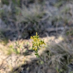 Pimelea curviflora (Curved Rice-flower) at Jacka, ACT - 30 Oct 2024 by Wildlifewarrior80