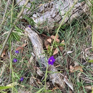 Solanum linearifolium at Hackett, ACT - 30 Oct 2024 06:30 PM