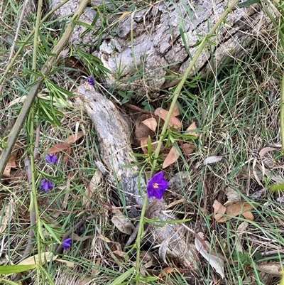 Solanum linearifolium (Kangaroo Apple) at Hackett, ACT - 30 Oct 2024 by waltraud