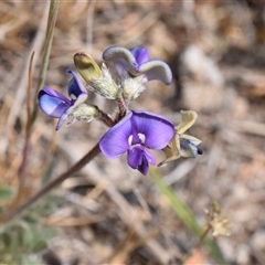 Swainsona sp. at Bredbo, NSW - 29 Oct 2024 by DianneClarke