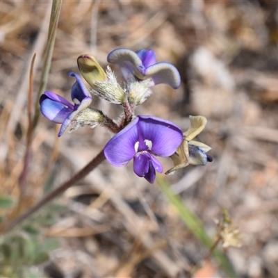 Swainsona sp. at Bredbo, NSW - 30 Oct 2024 by DianneClarke