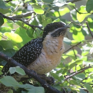 Eudynamys orientalis at Flynn, ACT - 29 Oct 2024