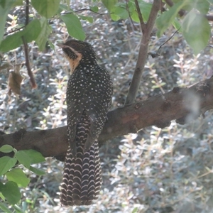 Eudynamys orientalis at Flynn, ACT - 29 Oct 2024 03:25 PM