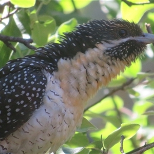 Eudynamys orientalis at Flynn, ACT - 29 Oct 2024