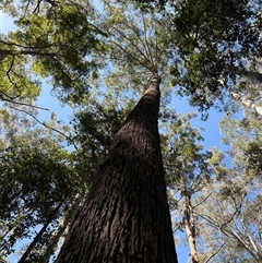 Unidentified Gum Tree at Lorne, NSW - 30 Oct 2024 by Butlinz