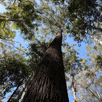 Unverified Gum Tree at Lorne, NSW - 31 Oct 2024 by Butlinz