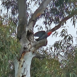 Callocephalon fimbriatum at Cook, ACT - 31 Oct 2024