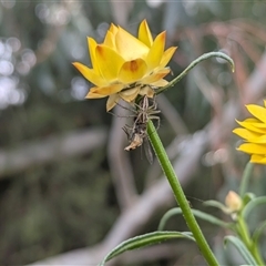 Oxyopes elegans at Hackett, ACT - 31 Oct 2024