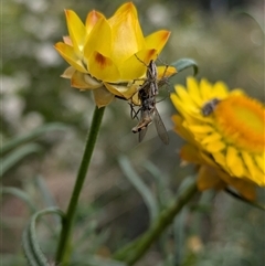 Oxyopes elegans at Hackett, ACT - 31 Oct 2024 10:09 AM