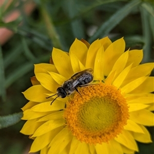 Lasioglossum (Chilalictus) lanarium at Hackett, ACT - 31 Oct 2024 10:08 AM