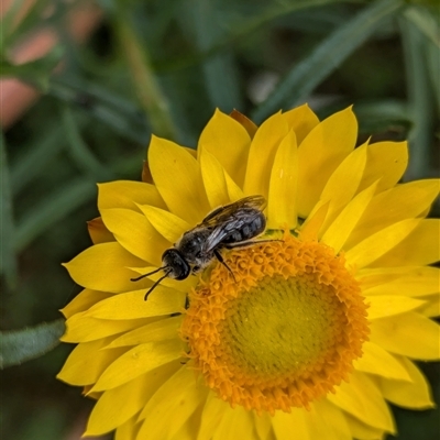 Lasioglossum (Chilalictus) lanarium (Halictid bee) at Hackett, ACT - 30 Oct 2024 by WalterEgo