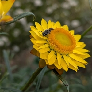 Lasioglossum (Chilalictus) lanarium at Hackett, ACT - 31 Oct 2024 10:08 AM