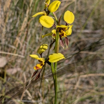 Diuris sulphurea (Tiger Orchid) at Bruce, ACT - 27 Oct 2024 by WalterEgo