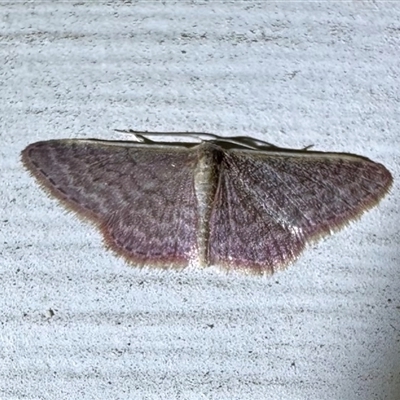 Idaea inversata (Purple Wave) at Ainslie, ACT - 30 Oct 2024 by Pirom