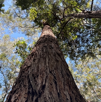 Unverified Gum Tree at Lorne, NSW - 31 Oct 2024 by Butlinz