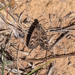 Synemon plana at Yarralumla, ACT - 30 Oct 2024 02:29 PM