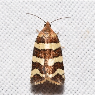 Subfurcatana subfurcatana (A Tortricid moth) at Jerrabomberra, NSW - 30 Oct 2024 by DianneClarke