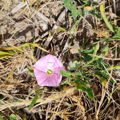 Convolvulus angustissimus subsp. angustissimus (Australian Bindweed) at Mawson, ACT - 31 Oct 2024 by Mike