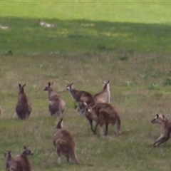 Macropus giganteus (Eastern Grey Kangaroo) at Wallaroo, NSW - 18 Oct 2016 by Jennybach