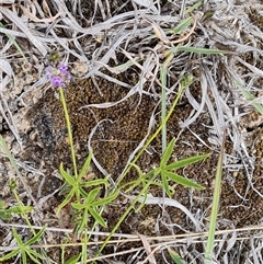 Cullen tenax (Tough Scurf-Pea) at Mawson, ACT - 31 Oct 2024 by Mike