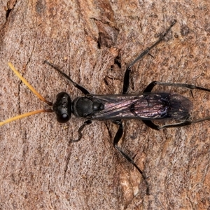 Fabriogenia sp. (genus) at Melba, ACT - 29 Oct 2024 04:28 PM