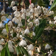 Elaeocarpus reticulatus (Blueberry Ash, Fairy Petticoats) at Bonny Hills, NSW - 31 Oct 2024 by pls047