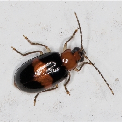 Monolepta rubrofasciata (A skeletonizing leaf beetle) at Melba, ACT - 29 Oct 2024 by kasiaaus