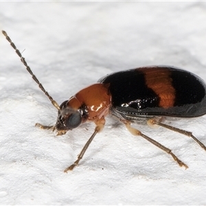 Monolepta rubrofasciata at Melba, ACT - 29 Oct 2024