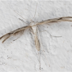 Platyptilia celidotus (Plume Moth) at Melba, ACT - 29 Oct 2024 by kasiaaus