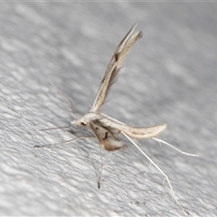 Platyptilia celidotus at Melba, ACT - 29 Oct 2024