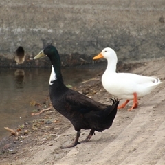 Anas platyrhynchos at Dunlop, ACT - 18 Oct 2016 11:27 AM