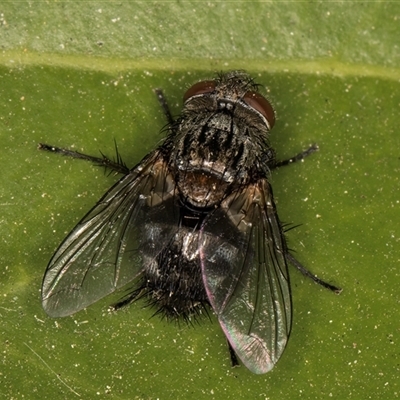 Tachinidae (family) (Unidentified Bristle fly) at Melba, ACT - 29 Oct 2024 by kasiaaus