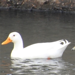 Anas platyrhynchos (Mallard (Domestic Type)) at Dunlop, ACT - 18 Oct 2016 by Jennybach