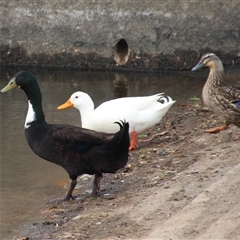 Anas platyrhynchos at Dunlop, ACT - 18 Oct 2016