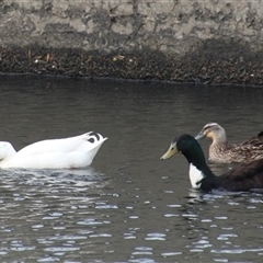 Anas platyrhynchos at Dunlop, ACT - 18 Oct 2016 11:27 AM