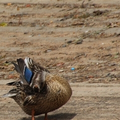 Anas platyrhynchos at Dunlop, ACT - 18 Oct 2016