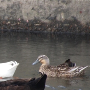 Anas platyrhynchos at Dunlop, ACT - 18 Oct 2016