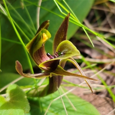 Chiloglottis sp. aff. jeanesii (Kybeyan Bird Orchid) by Csteele4