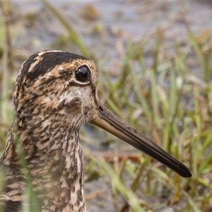 Gallinago hardwickii at Fyshwick, ACT - 31 Oct 2024 11:22 AM