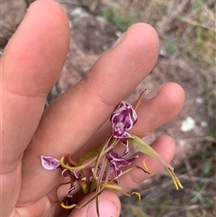 Diuris dendrobioides (Late Mauve Doubletail) at Denman Prospect, ACT by JLolicato1