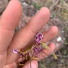 Diuris dendrobioides (Late Mauve Doubletail) at Denman Prospect, ACT - 31 Oct 2024 by JLolicato1