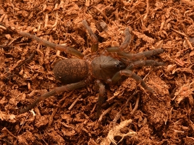 Ozicrypta microcauda (Brush-footed trapdoor) at Tungamull, QLD - 27 Oct 2024 by NateKingsford
