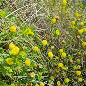 Trifolium campestre at Phillip, ACT - 31 Oct 2024 02:14 PM