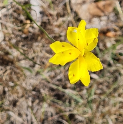 Goodenia pinnatifida (Scrambled Eggs) at Phillip, ACT - 31 Oct 2024 by Mike