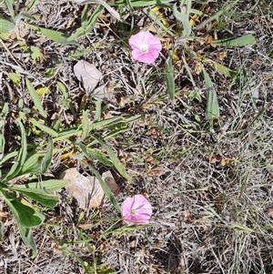 Convolvulus angustissimus subsp. angustissimus at Phillip, ACT - 31 Oct 2024 02:07 PM