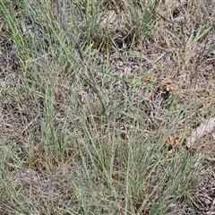 Eragrostis curvula (African Lovegrass) at Phillip, ACT - 31 Oct 2024 by Mike