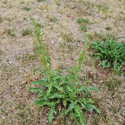 Rumex conglomeratus (Clustered Dock) at Phillip, ACT - 31 Oct 2024 by Mike