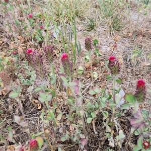 Trifolium incarnatum at Phillip, ACT - 31 Oct 2024