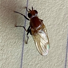 Sapromyza sp. (genus) (A lauxaniid fly) at Kangaroo Valley, NSW - 31 Oct 2024 by lbradley